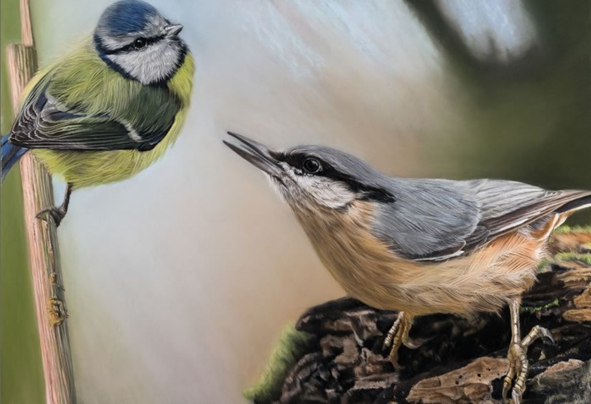 Blue Tit & Nuthatch