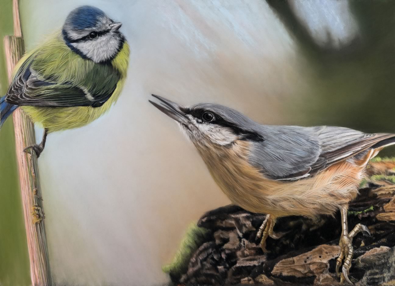 Blue Tit & Nuthatch