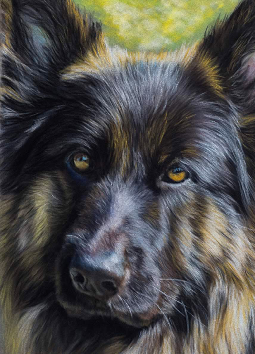 German Shepherd pastel only using Velour paper