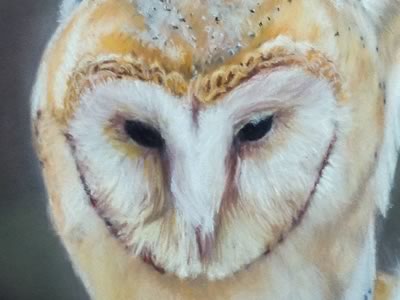 Barn Owl and Field Mice Close-Up 1