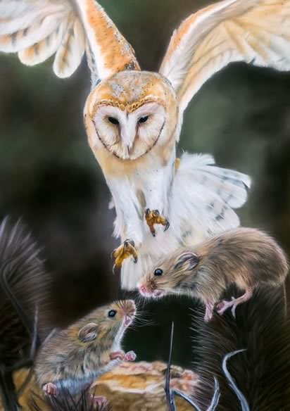 Barn Owl & Field Mice