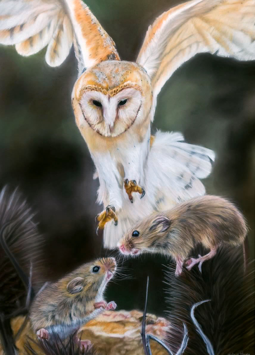 Barn Owl and Field Mice