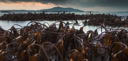 Seaweed Low Tide