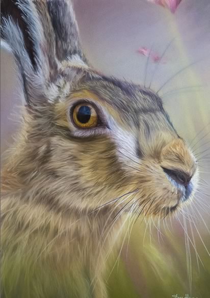 Wary Hare