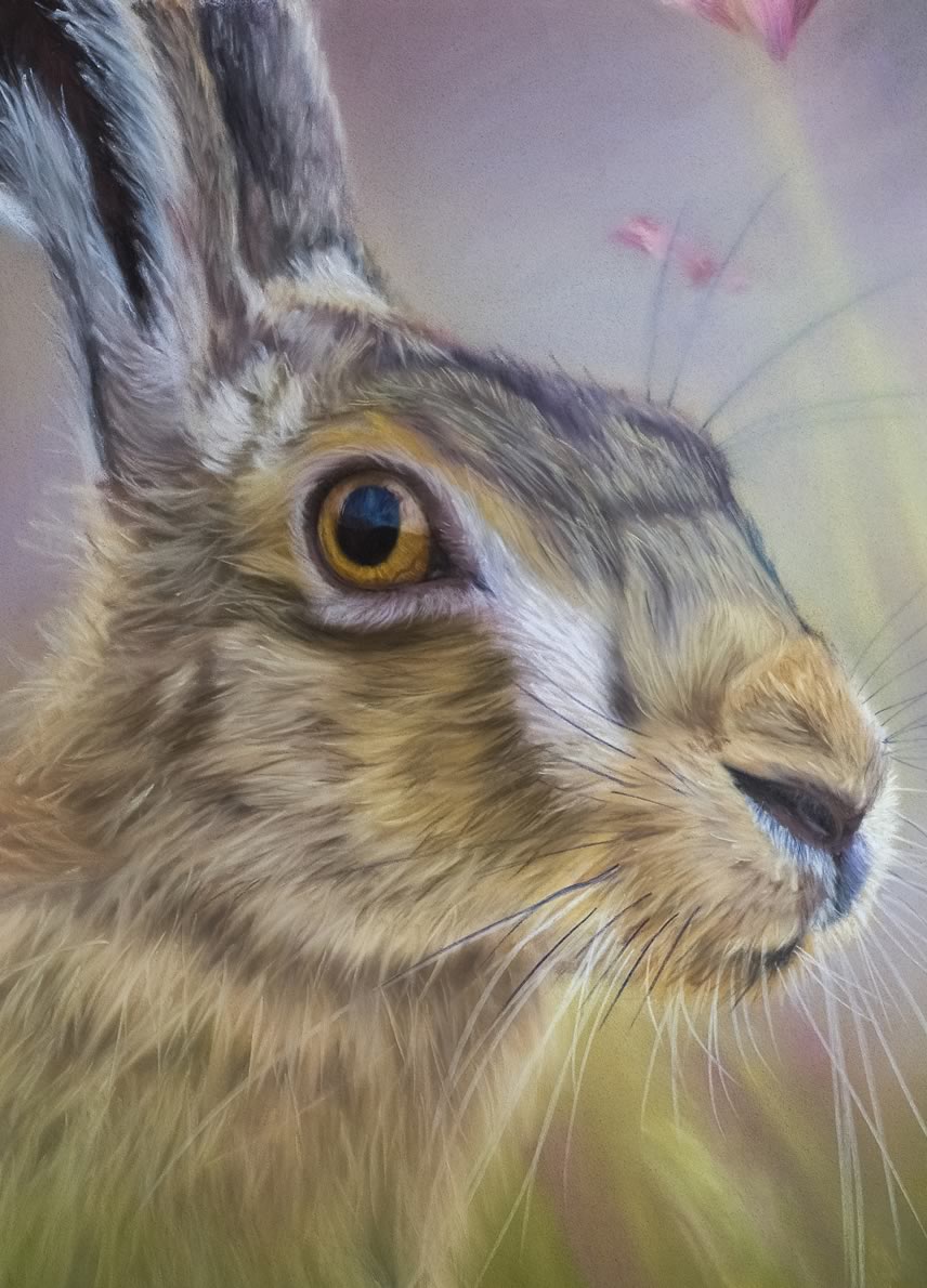 Wary Hare