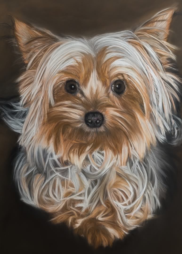 Miniature Yorkie Large Image