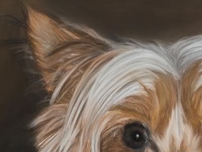 Yorkshire Terrier Closer look 1