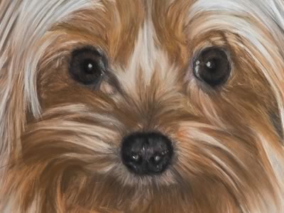 Yorkshire Terrier Closer look 2