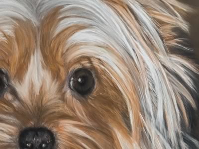 Yorkshire Terrier Closer look 4